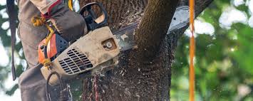 Best Commercial Tree Services  in , MO