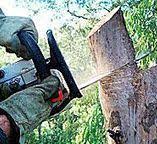 Best Tree Health Inspection  in , MO