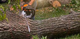 Best Leaf Removal  in , MO