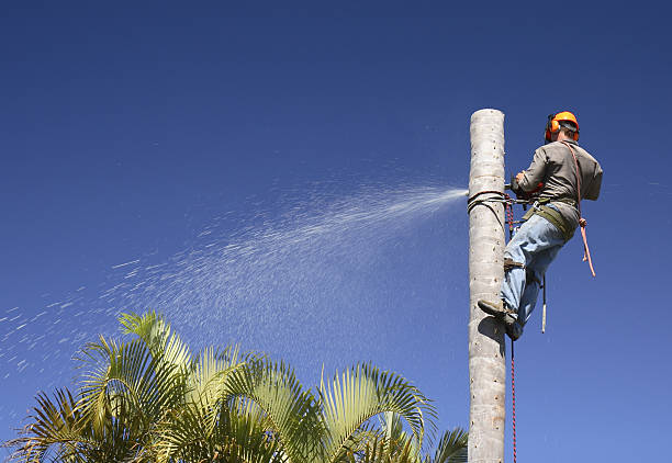 Best Tree Disease Treatment  in , MO