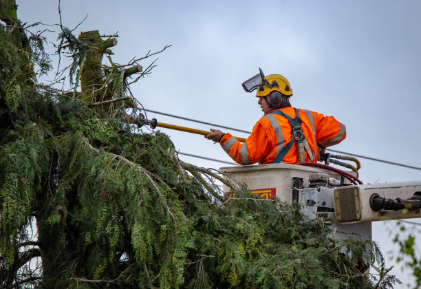 Best Arborist Consultation Services  in , MO