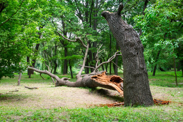 Best Tree Maintenance Programs  in , MO