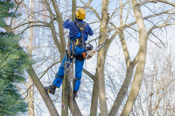 Best Tree Mulching  in , MO