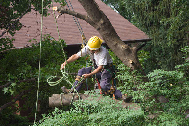  , MO Tree Care Pros