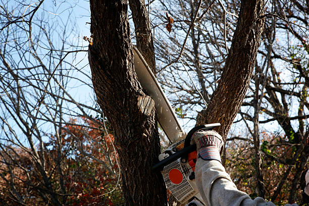 Best Firewood Processing and Delivery  in , MO