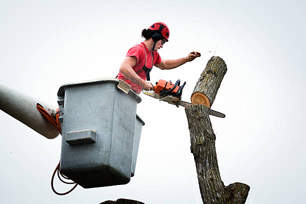 Best Utility Line Clearance  in , MO