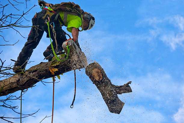 Best Tree Preservation Services  in , MO